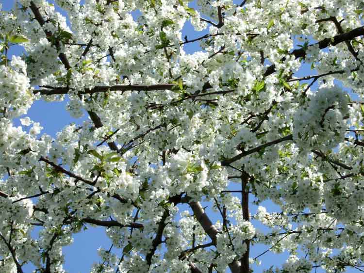 melveren in de lente