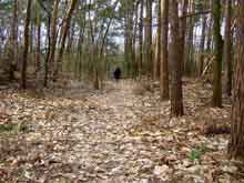 In het bos van het Provinciaal domein Nieuwenhoven