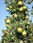 peren
